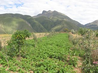 Landwirtschaftliche Parzelle vor dem grün bewachsenen Hängen der bolivianischen Anden