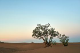 Einzelner Baum bei Sonnenaufgang in der Wüste