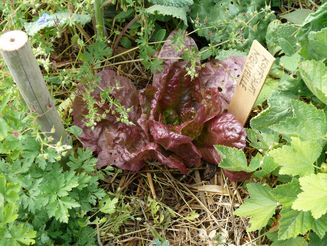Reifer Kopfsalat wächst neben anderem Gemüse auf Ackerfläche