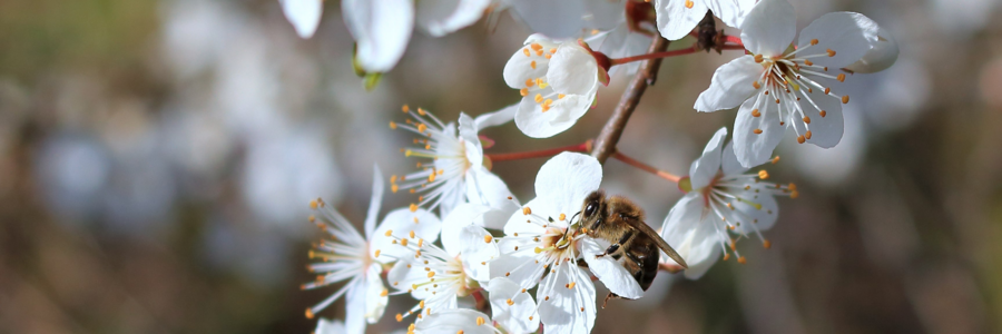 Eine Biene sitzt auf weißen Blüten eines Apfelbaums