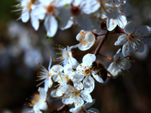 Eine Biene sitzt auf weißen Blüten eines Apfelbaums