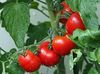 Rote Tomaten am Strauch