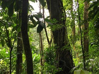 Dicht wachsender Regenwald von Costa Rica