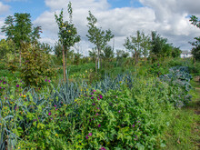 Pflanzenvielfalt mit Agroforstreihen auf dem Feld