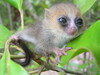 Baby eines Mausmakis sitzt auf einem Ast