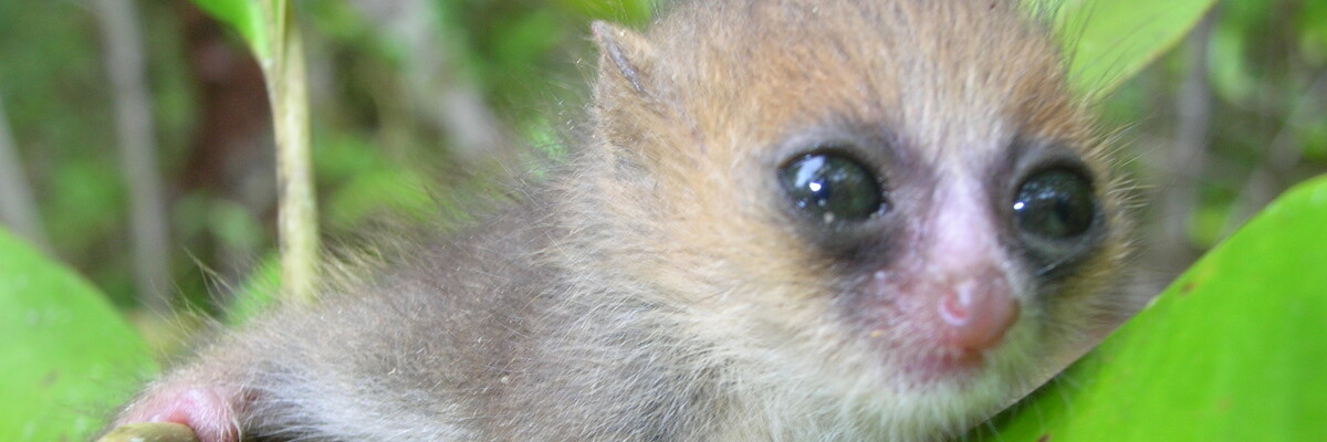 Baby eines Mausmakis sitzt auf einem Ast