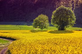 Gelb blühendes Rapsfeld mit zwei Bäumen