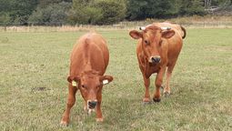 Zwei Murnau-Werdenfelser Kühe auf einer Weide