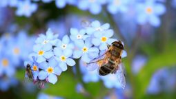 Biene sitzt auf blauen Blüten