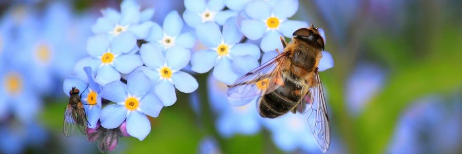 Biene sitzt auf blauen Blüten
