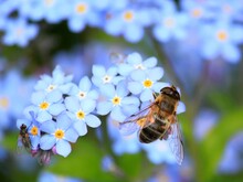 Biene sitzt auf blauen Blüten