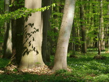 Buchenfrühling