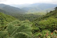 Dichter grüner Regenwald in Costa Rica