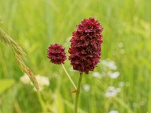 Großer Wiesenkopf 