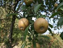 Äpfel der alten Apfelsorte Goldrenette hängen an einem Baum