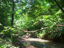 Fluss fließt durch dicht bewachsenen Wald im Corocovado Nationalpark in Costa Rica