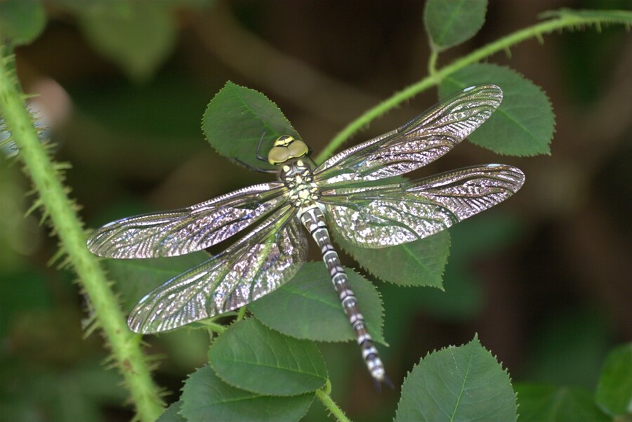Libelle Foto: Dr. H. Fried;