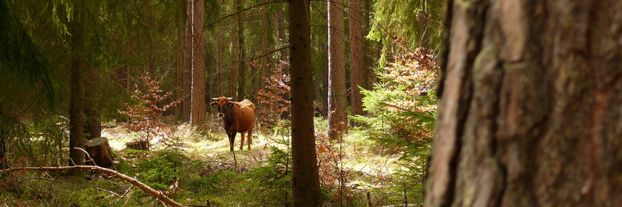 Taurusrind steht in einem Wald halb versteckt hinter Bäumen und der Vegetation