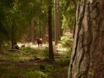 Taurusrind steht in einem Wald halb versteckt hinter Bäumen und der Vegetation