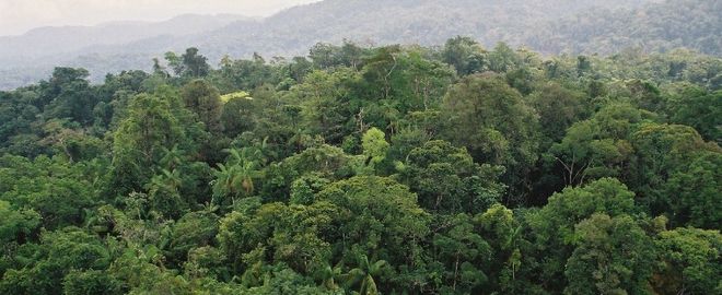 Regenwald in Honduras