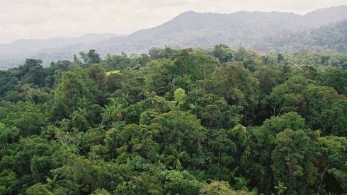 Regenwald in Honduras