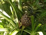 Eine Ananas wächst in einer Dynamischen Agroforst Parzelle auf Madagaskar