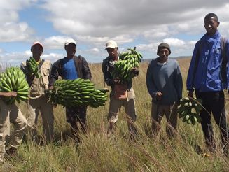 Bauern stehen mit Bananenstauden in der Hand auf einem Feld