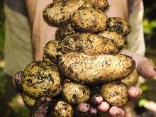 Mann hält frisch geerntete Kartoffeln in den Händen