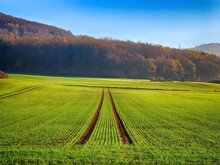 Landwirtschaftlich genutzte Fläche, die an einem Waldrand liegt