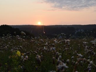 Sonnenaufgang hinter einem Wildblumenacker für Wildbienen