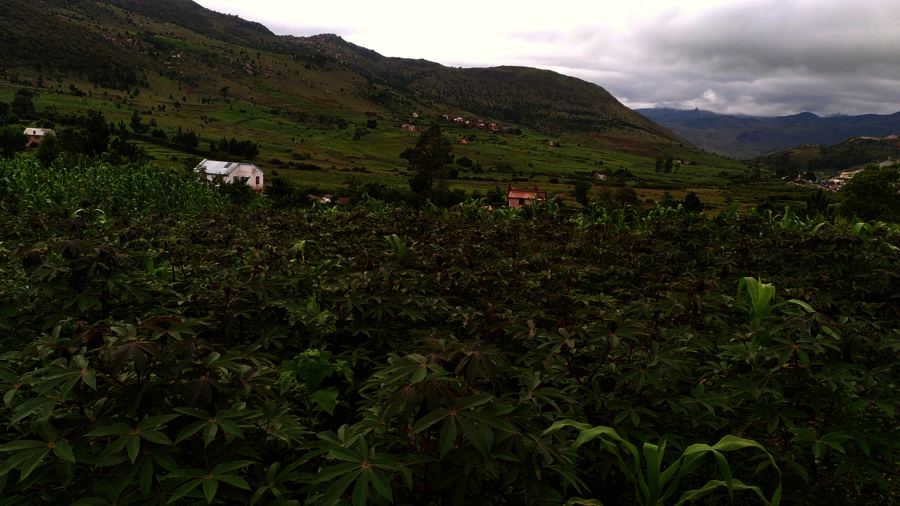 Frisch bepflanzte Dynamische Agroforst Parzelle in Ibity, Madagaskar