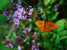 Kaisermantel sitzt auf Blumen im Wald