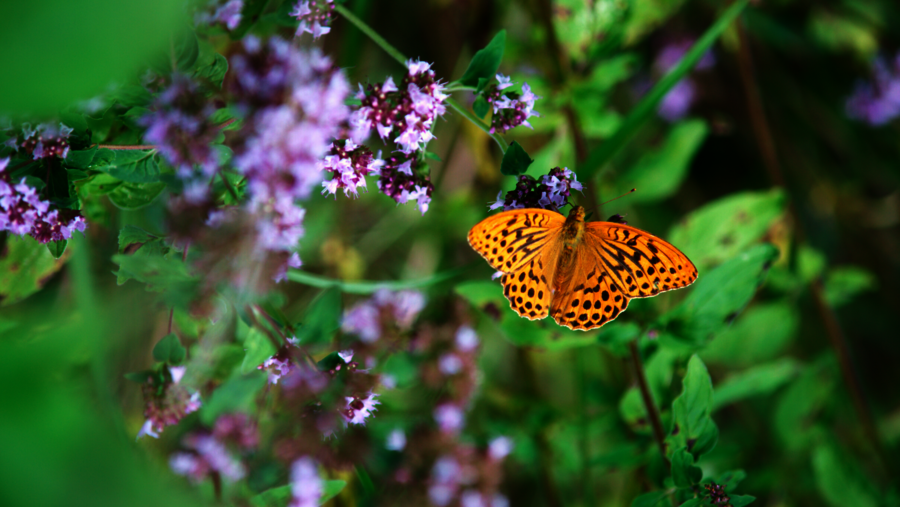 Kaisermantel sitzt auf Blumen im Wald