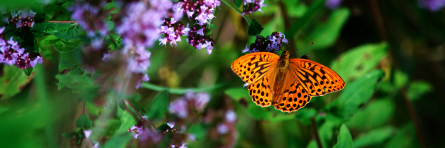 Kaisermantel sitzt auf Blumen im Wald