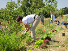 Mehrere Personen arbeiten in einer Dynamischen Agroforst-Reihe auf einem Pilotacker der Naturschutzorganisation Naturefund in Wiesbaden