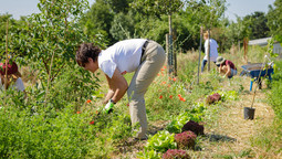 Mehrere Personen arbeiten in einer Dynamischen Agroforst-Reihe auf einem Pilotacker der Naturschutzorganisation Naturefund in Wiesbaden