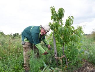 Mitarbeiter der Naturschutzorganisation Naturefund pflegt einen Baum