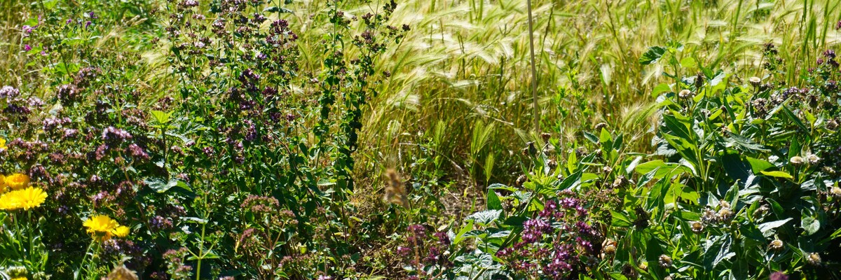 Viele verschiedene Pflanzen auf einem Feld im Dynamischen Agoroforst