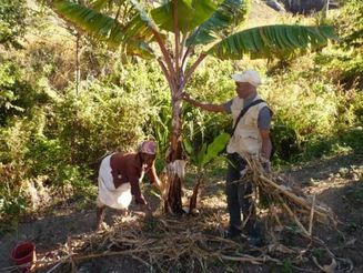 Zwei Personen pflegen einen Bananenbaum im Regenwald von Madagaskar