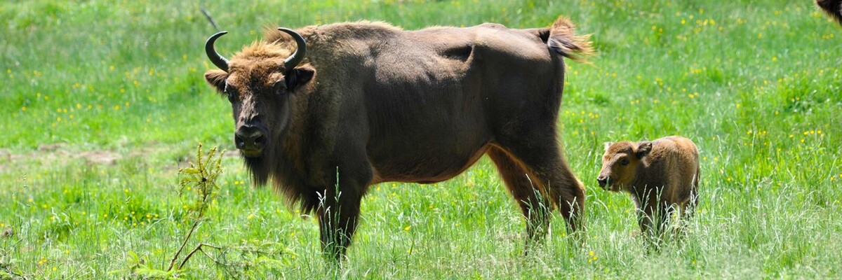 Wisent Kuh steht mit Kalb auf einer Wiese