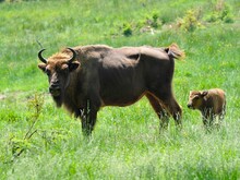Wisent Kuh steht mit Kalb auf einer Wiese