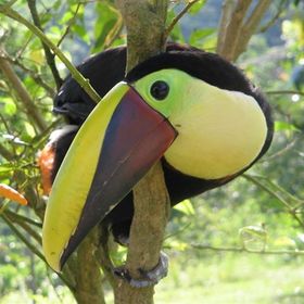 A curious toucan