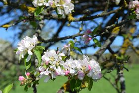 Weiß rosa Blüten eines Apfelbaums an einem Ast