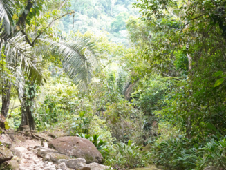 Von den Kogi zurückgekaufte Fläche im Küstenregenwald Kolumbiens, die seit circa 20 Jahren wieder in Besitz der Kogi ist