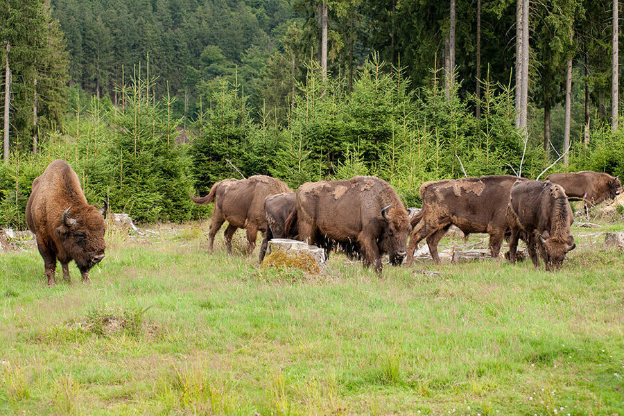 Wisente der Wisent-Welt-Wittgenstein stehen auf Weide im Rothaargebirge