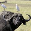 Büffel steht in Savanne mit Vögeln auf seinem Rücken