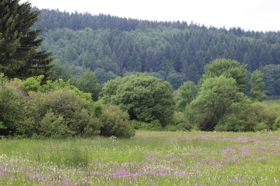Reifenberger Wiesen in Hessen