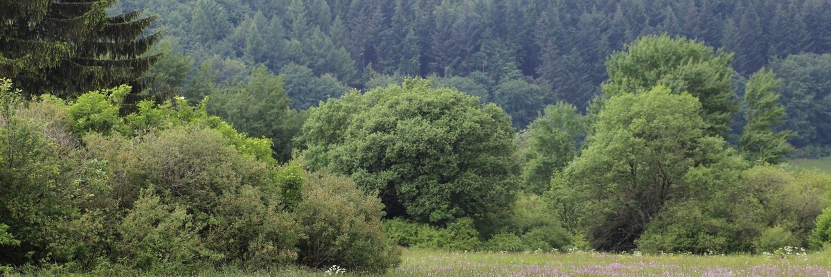 Reifenberger Wiesen in Hessen