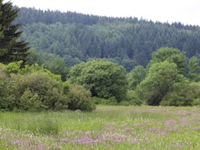 Reifenberger Wiesen in Hessen