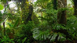 Dichter Dschungel in Costa Rica